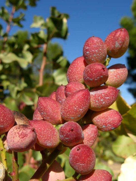 Fruto de pistacho. Variedad Kerman (8)